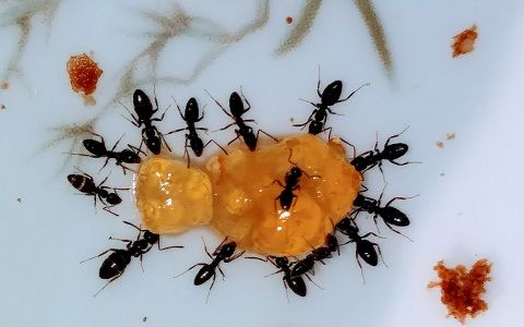 Plaga de hormigas en una peluquería en pleno mes de diciembre